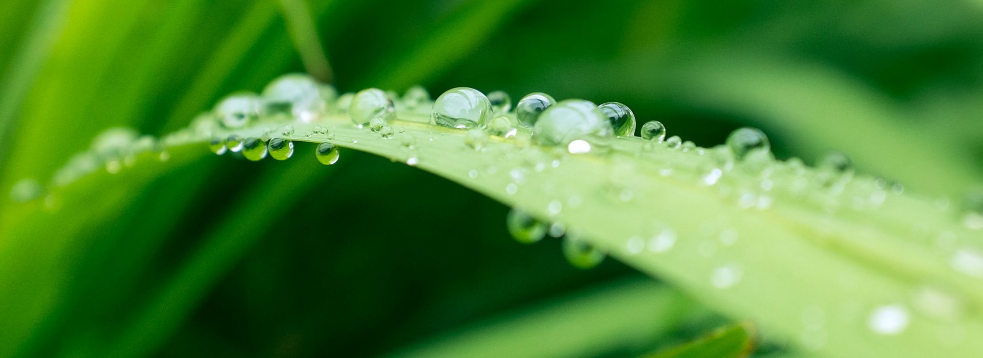 A természetes illóolajok az aromaterápia alappillérei, fedezd fel őket velünk!